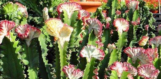 仙人掌的花语与寓意（探索仙人掌花语及其象征意义）