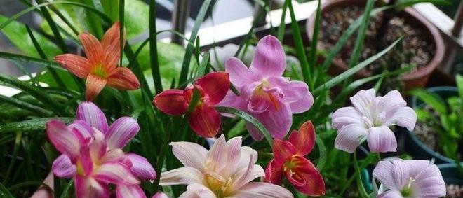 风雨兰不开花的原因(探究风雨兰不开花的原因及解决方法)