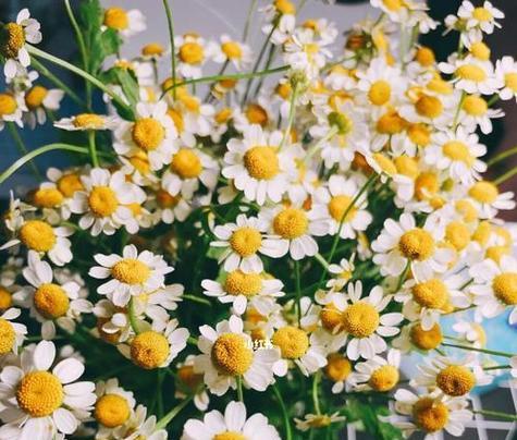 小雏菊的花语(小雏菊的花语解读及传承) 小雏菊的花语(小雏菊的花语解读及传承)
