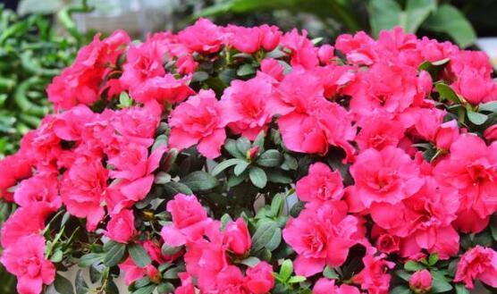 盛放绚丽，杜鹃花十大品种排名！（探秘杜鹃花十大品种及其花语）