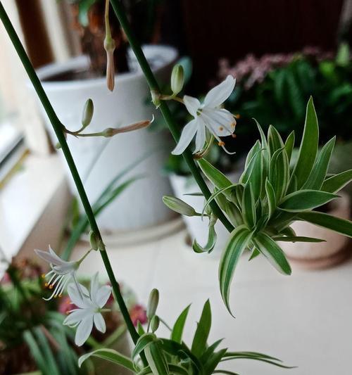 吊兰花语的含义与象征(吊兰花的善意和祝福) 吊兰花语的含义与象征(吊兰花的善意和祝福)