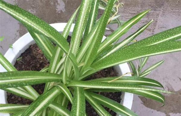 吊兰花语的含义与象征(吊兰花的善意和祝福) 吊兰花语的含义与象征(吊兰花的善意和祝福)