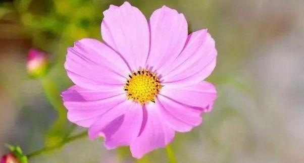 坚强的花，绽放生命之力（以花语见证坚韧不拔的力量）