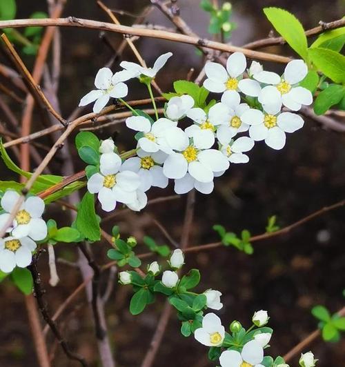坚强的花，绽放生命之力（以花语见证坚韧不拔的力量）