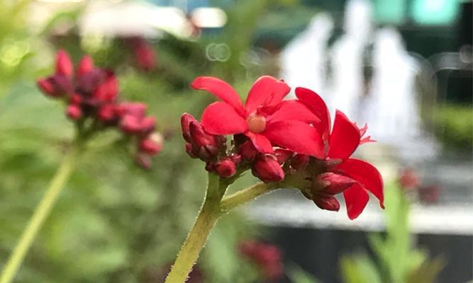 坚强的花，绽放生命之力（以花语见证坚韧不拔的力量）