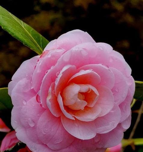 泰戈尔山茶花之美(花开如诗) 泰戈尔山茶花之美(花开如诗)