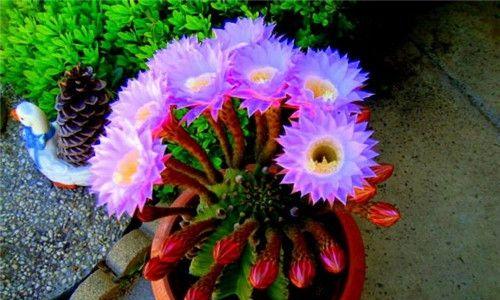 探寻仙人球的花语（揭秘仙人球的生命之花）