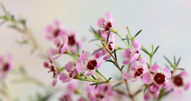 金钟花的花语及其象征意义（探索金钟花的内涵与象征）