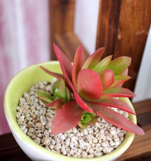 如何养殖好看的火祭花（打造独特的花园装饰）