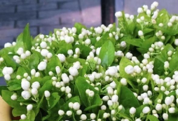 茉莉(茉莉的花语与故事) 茉莉(茉莉的花语与故事)