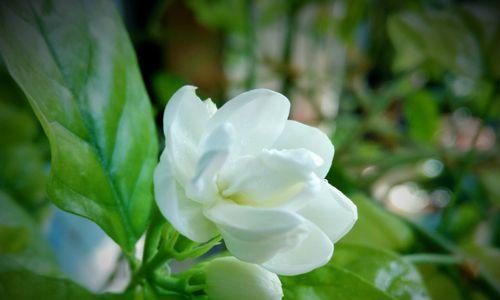 茉莉(茉莉的花语与故事) 茉莉(茉莉的花语与故事)