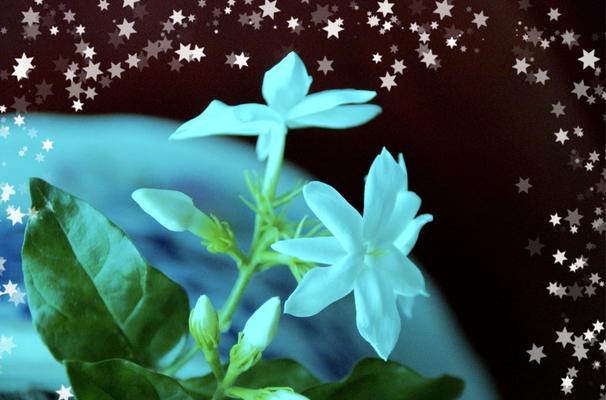 茉莉(茉莉的花语与故事) 茉莉(茉莉的花语与故事)