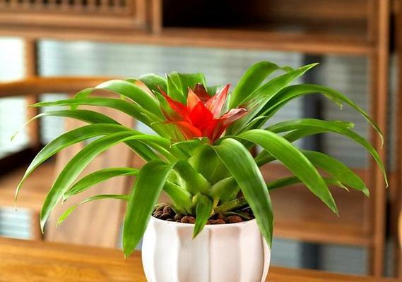 招财旺宅，神奇花卉的力量（以花养宅）