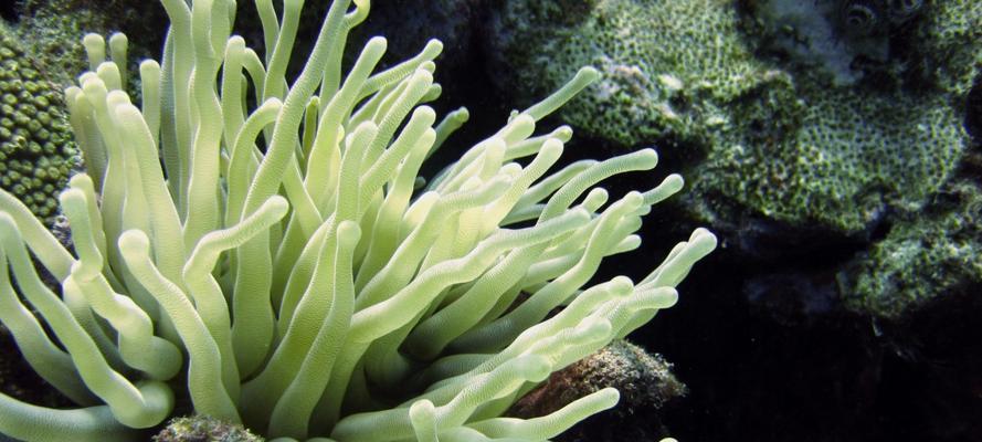 珊瑚，海洋之花（探寻珊瑚的生命之谜）