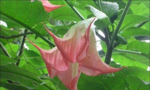曼陀罗花（探索曼陀罗花的花语和特性）