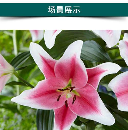 百合花的象征意义与寓意（以花为媒）