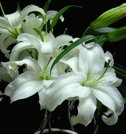 百合花的象征意义与寓意（以花为媒）