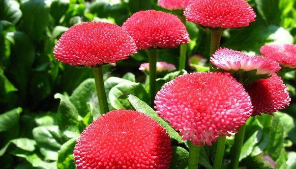 菊科的植物特征（探索菊科植物的形态与特性）