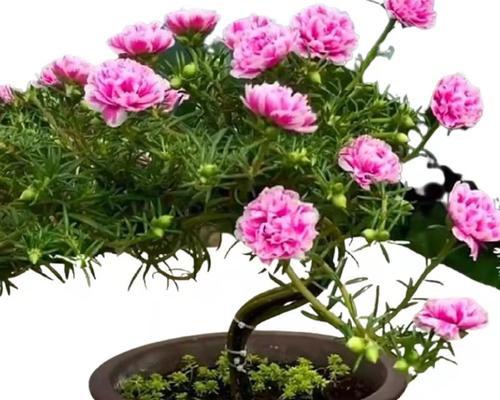 以太阳花的寓意和象征（探索以太阳花的象征意义及其对人类的启示）