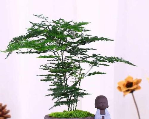 文竹盆栽的寓意与生活之美（以文竹为伴）