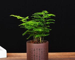 文竹盆栽的寓意与生活之美（以文竹为伴）