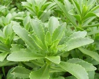 蔬菜，不只是草本植物（探究蔬菜的分类与特点）