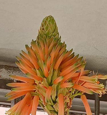 芦荟的花语及其传递的深刻意义(探寻芦荟的花语) 芦荟的花语及其传递的深刻意义(探寻芦荟的花语)