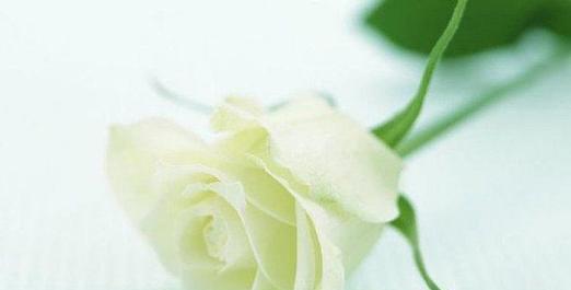 白瑰玫的花语(探寻白瑰玫的花语及其象征意义) 白瑰玫的花语(探寻白瑰玫的花语及其象征意义)