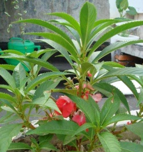 如何选择合适的盆来盆栽凤仙花（盆栽凤仙花的基本知识与技巧）