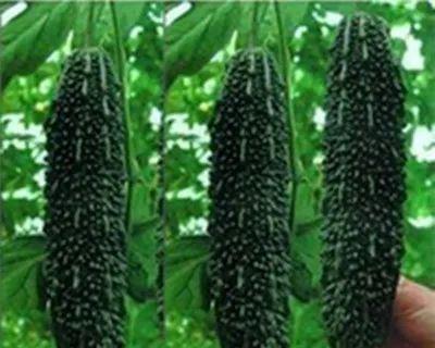 苦瓜种子最佳播种时间(探究苦瓜播种时间的影响因素及最佳选择) 苦瓜种子最佳播种时间(探究苦瓜播种时间的影响因素及最佳选择)