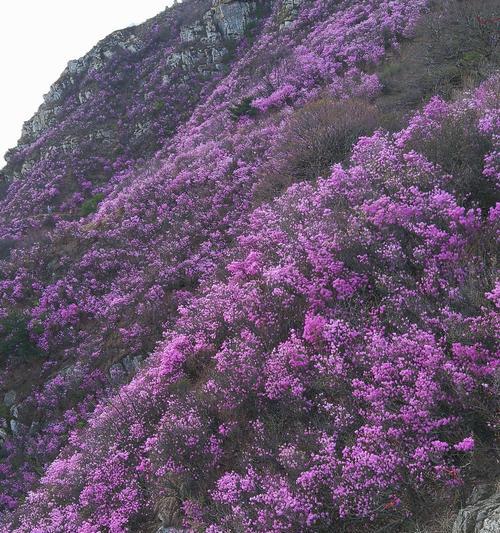 杜鹃花的象征意义（探索杜鹃花的内涵与价值）