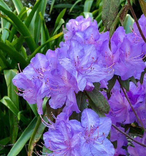 杜鹃花的象征意义(探索杜鹃花的内涵与价值)