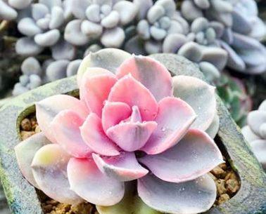 多肉植物的生长习性及养护技巧（探索多肉植物独特的生命之美）