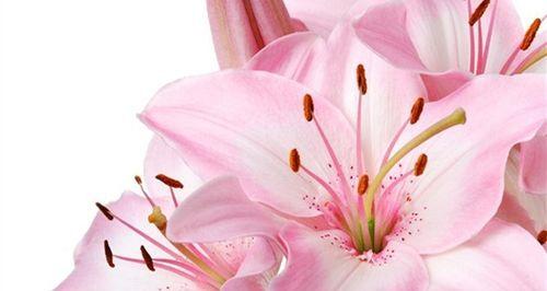 花语探秘(揭开香水百合隐藏的情感密码) 花语探秘(揭开香水百合隐藏的情感密码)