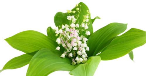 铃兰花寓意与象征的深层意义（揭秘铃兰花的美丽与神秘）