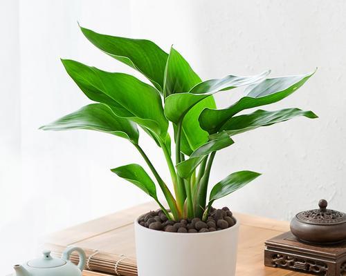 天堂鸟喜欢用大盆还是小盆？（探究天堂鸟生活习惯的奥秘）