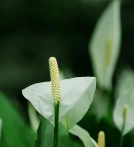 花开平安，花语祈福（以表示平安的花花语是平安的花有哪些）
