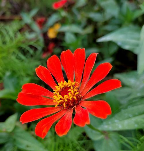 百日菊花语——寓意花朵中的美好与坚韧(百日菊花语的深层含义及文化内涵) 百日菊花语——寓意花朵中的美好与坚韧(百日菊花语的深层含义及文化内涵)