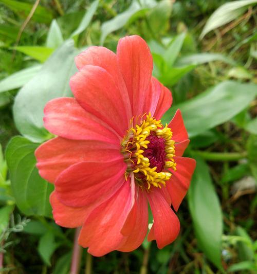 百日菊花语——寓意花朵中的美好与坚韧(百日菊花语的深层含义及文化内涵) 百日菊花语——寓意花朵中的美好与坚韧(百日菊花语的深层含义及文化内涵)
