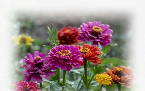 百日菊花语——寓意花朵中的美好与坚韧(百日菊花语的深层含义及文化内涵) 百日菊花语——寓意花朵中的美好与坚韧(百日菊花语的深层含义及文化内涵)