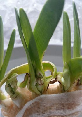 水仙花烂叶子怎么办？（教你轻松解决水仙花叶子烂掉的问题）