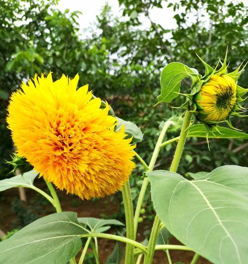 怎么快速让向日葵开花？（教你加速向日葵开花的技巧）