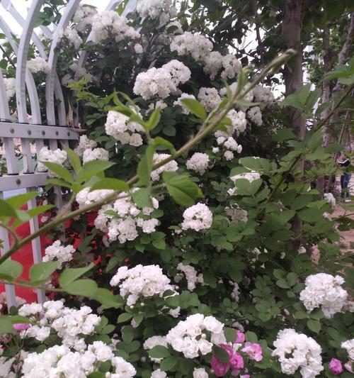 白蔷薇花语（以花语诠释美丽情感的神秘语言）