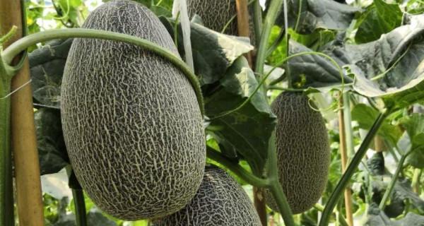 探寻哈密瓜的故乡（哈密瓜原产地及文化渊源）