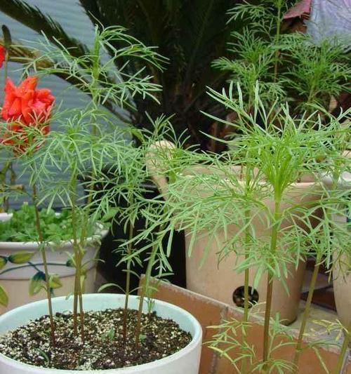 波斯菊的种植与养护（从选种到管理）