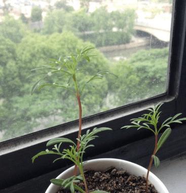 波斯菊的种植与养护(从选种到管理) 波斯菊的种植与养护(从选种到管理)