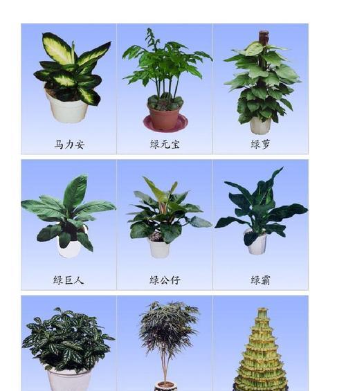 波斯菊的种植与养护(从选种到管理) 波斯菊的种植与养护(从选种到管理)