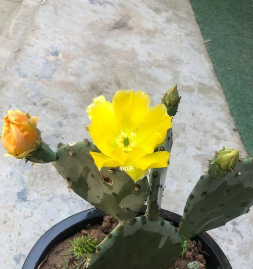 仙人掌开花之奇迹（探秘仙人掌独特的花开经历）