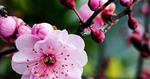 梅花生长的环境条件及特点（探寻梅花生长的秘密）