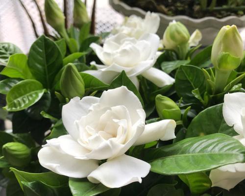栀子花开的美丽与意义(探寻栀子花开的神秘魅力) 栀子花开的美丽与意义(探寻栀子花开的神秘魅力)